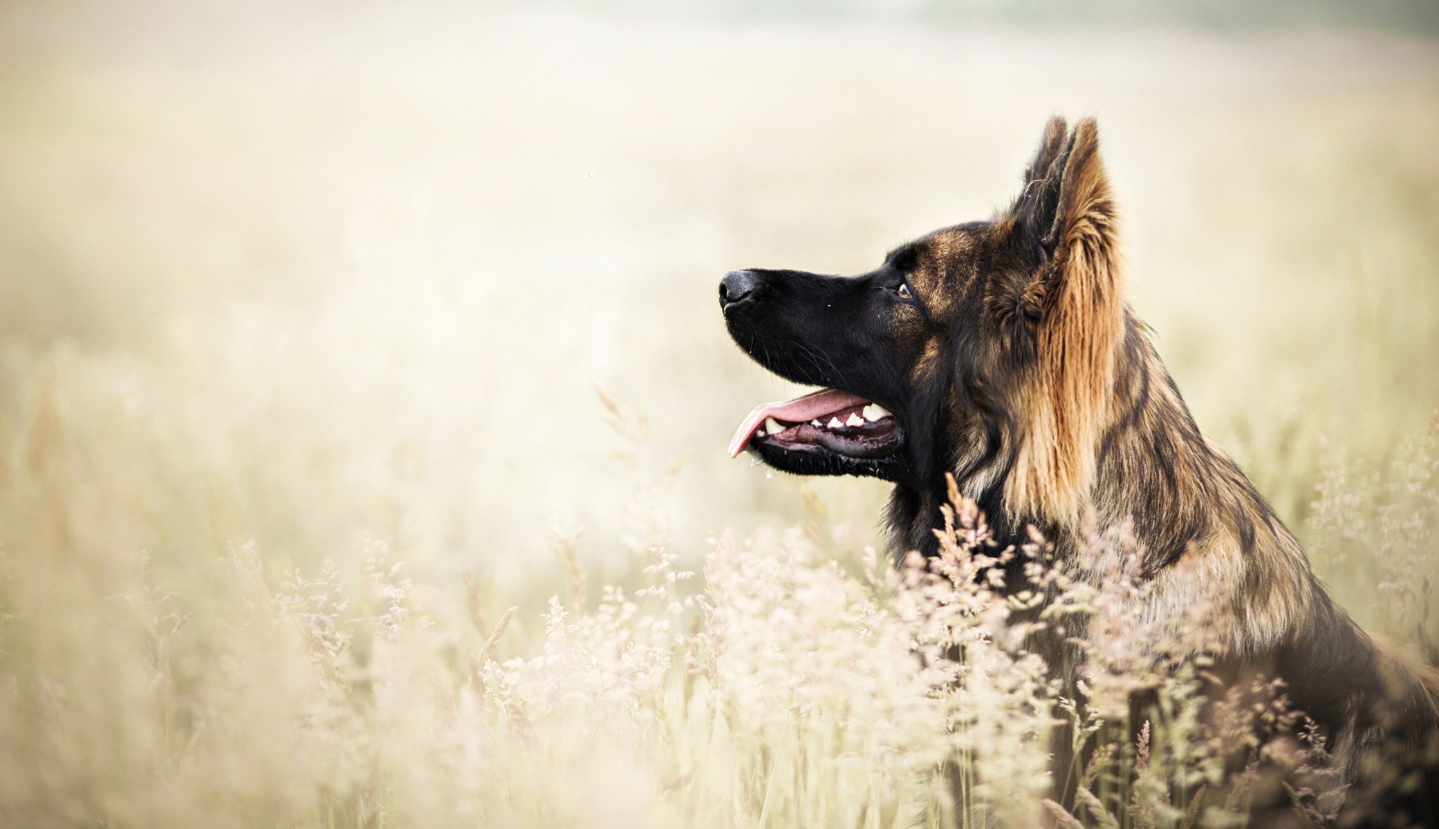 Взыскание ущерба при укусе собаки в Арсеньеве