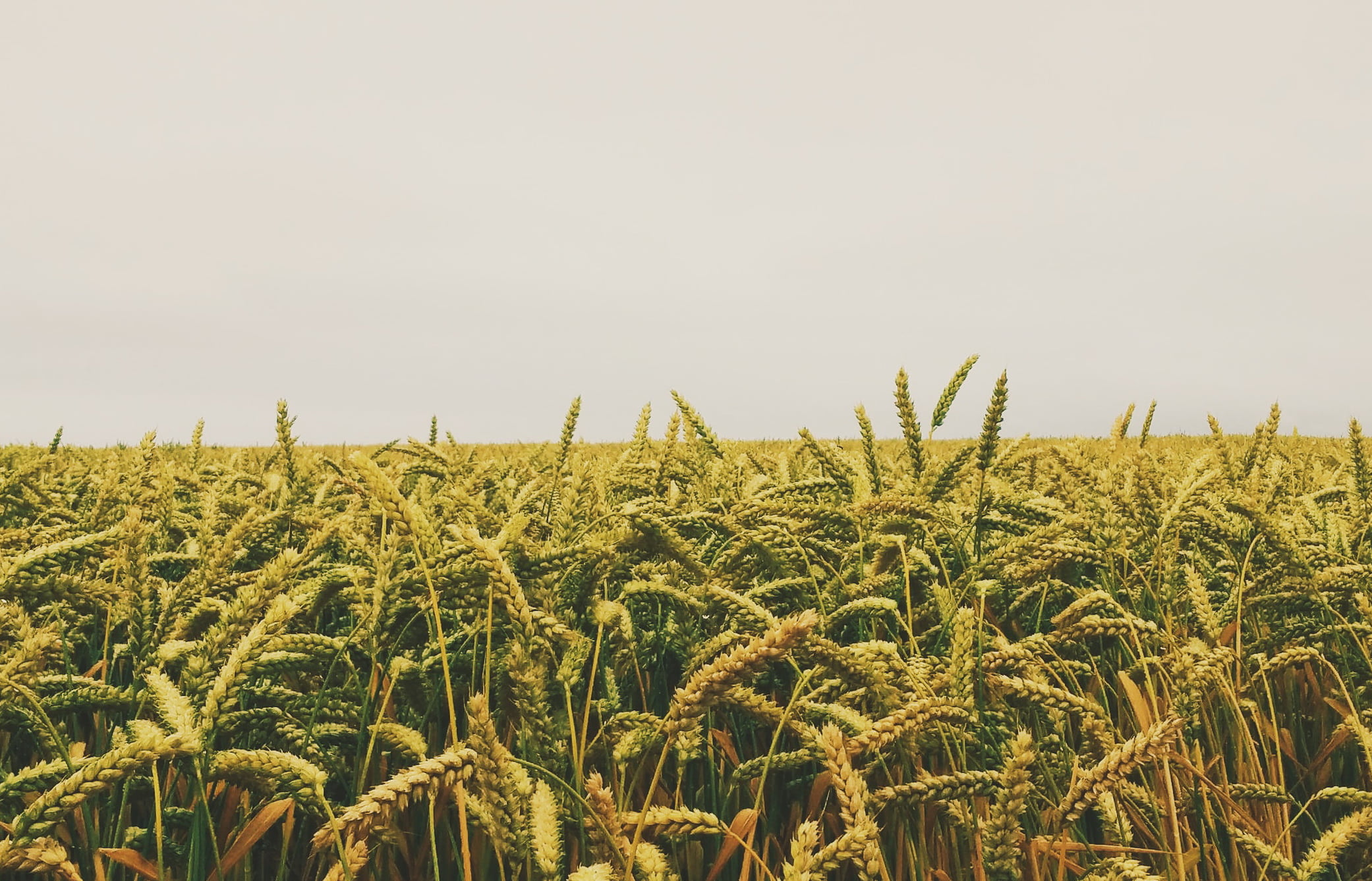 Юрист по земельным спорам в Арсеньеве. Услуги земельного юриста.